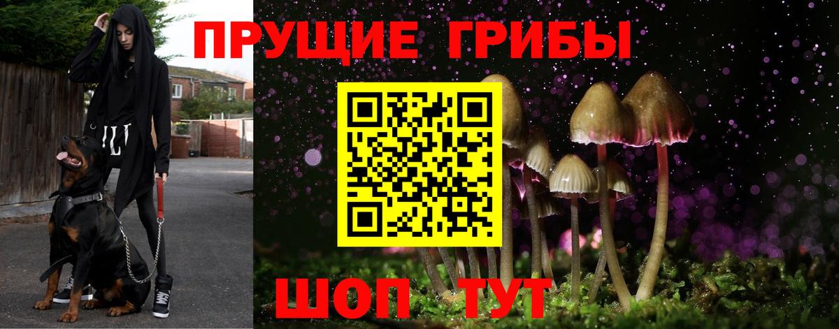 Галлюциногенные грибы Psilocybe  Галлюциногенные грибы мицелий  Чайковский  Вход с VPN 